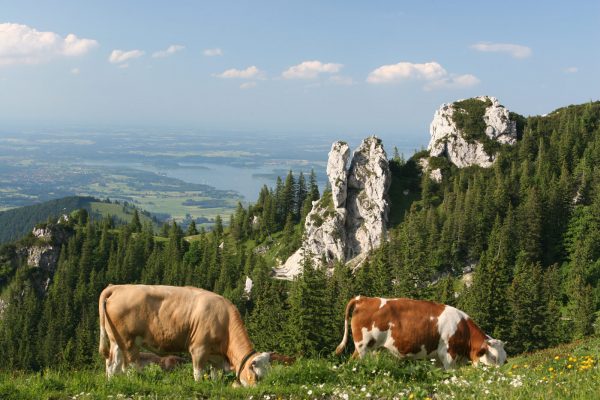 kuehe auf der kampenwand